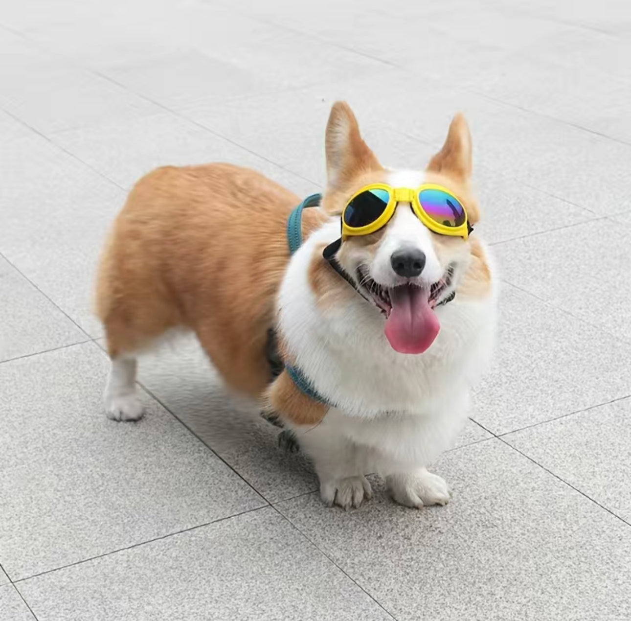 Gafas de Sol para mascotas en varios colores